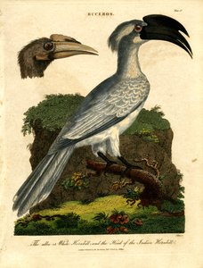 Weißer Hornvogel und Indischer Hornvogel von John Pass