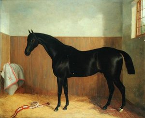 Tommy, Porträt eines Pferdes, ca. 1870er von John Paul