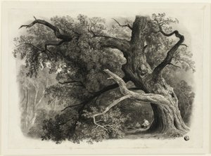 Alter Baum im Billah - Sherwood Forest von John Rawson Walker