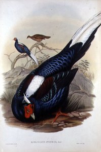 Euplocomus Swinhoii, graviert von Walter & Cohn, London, veröffentlicht zwischen 1850-83