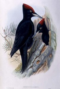 Großer Schwarzspecht (Dryocopus Martius) von John and Richter Henry Constantine (after) Gould