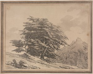 Darstellungen des allgemeinen Charakters, der Verzweigungen und des Laubs von Waldbäumen: Zeder von John Robert Cozens
