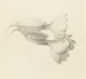Schlüsselblumen, wahrscheinlich 1871 von John Ruskin