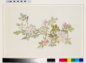 Studie der Wildrose von John Ruskin