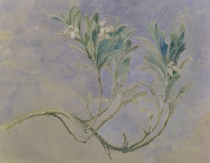 Studie eines Myrtenzweigs, ca. 1877 von John Ruskin