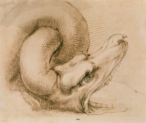 Studie eines Drachenkopfes nach Michelangelo