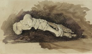 Die Knochen eines weiblichen Fußes von John Ruskin