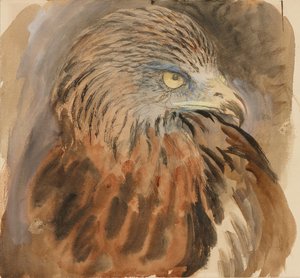 Der Kopf eines Kites, aus dem Leben, 30. August - 1. September 1870 von John Ruskin