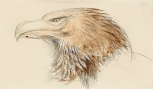 Der Kopf eines gewöhnlichen Steinadlers, aus dem Leben, 8-11 September 1870