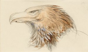 Der Kopf eines gewöhnlichen Steinadlers, aus dem Leben, 8. - 11. September 1870