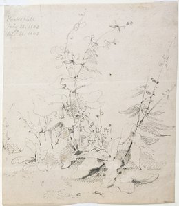 Studie von Unkraut, Kirkstall von John Sell Cotman