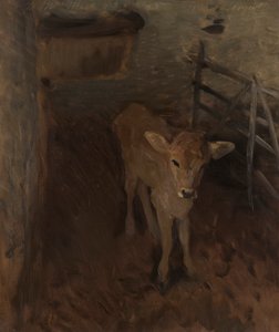 Ein Jersey-Kalb