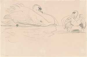 Schwäne im Wasser, 1880-1900