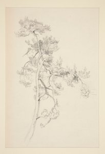 Baum und Laub von John Singer Sargent