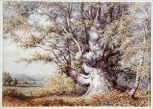 Eichhörnchen in einer alten Eiche von John Skinner Clifton