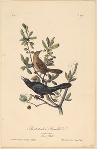 Bootsschwanz-Grackel von John T. Bowen, after John James Audubon
