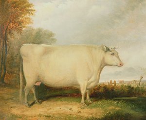 Porträt einer preisgekrönten Kuh von John Vine