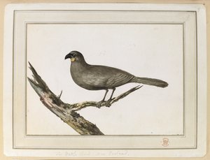 Zeichnung eines Wattle-Vogels; gemacht während des Besuchs in Neuseeland zwischen dem 12. und 25. Februar 1777, auf Captain Cooks dritter Reise. von John Webber