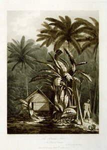 Der Bananenbaum auf der Insel Krakatau, aus 