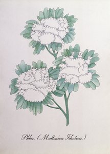 Phlox. (Muttonica Idiotica), Illustration aus 