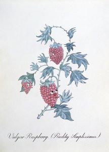 Vulgäre Himbeere (Rudity Simplissimus), Illustration aus 