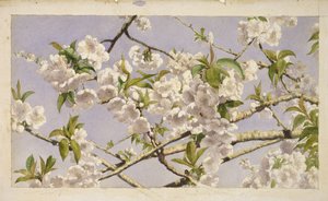 Apfelblüten, ca. 1874 von John William Hill