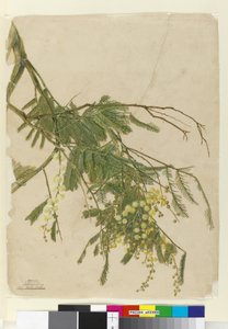 Akazie, 1805