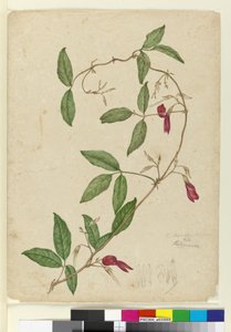 Kennedia rubicunda, ca. 1803-06 von John William Lewin