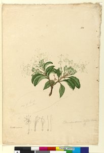 Seite 100. Clerodendrum tomentosum