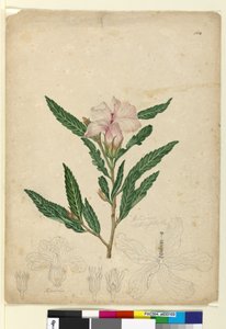 Seite 104. Hibiscus heterophyllus