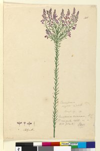 Seite 105. Comesperma ericinum von John William Lewin