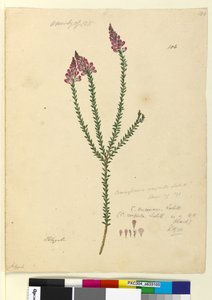 Seite 106. Comesperma ericinum von John William Lewin