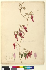 Seite 108. Kennedia rubicunda