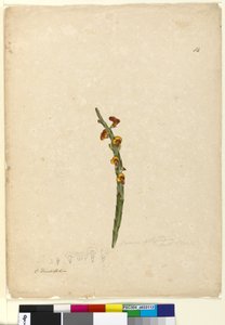 Seite 114. Bossiaea scolopendria von John William Lewin