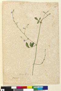 Seite 115. Hedysarum