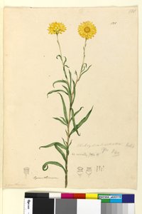 Seite 121. Elichrysum bracteatum von John William Lewin