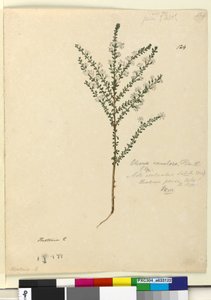Seite 124. Olearia ramulosa