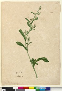 Seite 126. Filago von John William Lewin