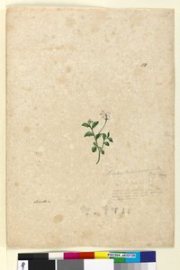 Seite 131. Lobelia purpurascens