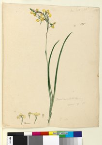 Seite 135. Diuris maculata