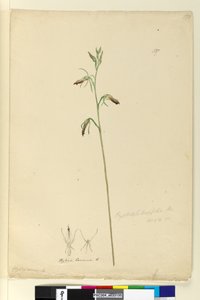 Seite 137. Cryptostylis longifolia von John William Lewin