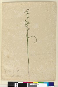 Seite 138. Prasophyllum patens