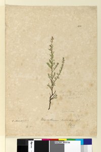 Seite 142. Phyllanthus rivularis von John William Lewin