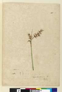Seite 143. Lepidosperma