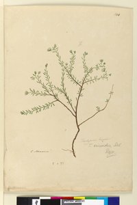Seite 144. Trachymene linearis