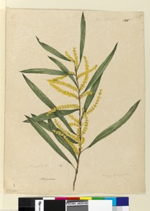 Seite 145. Acacia longifolia