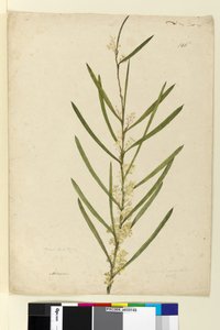Seite 146. Acacia suaveolens