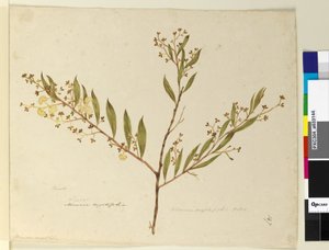 Seite 147. Acacia myrtifolia von John William Lewin