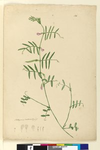Seite 150. Lathyrus
