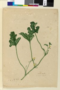 Seite 155. Wassermelone von John William Lewin